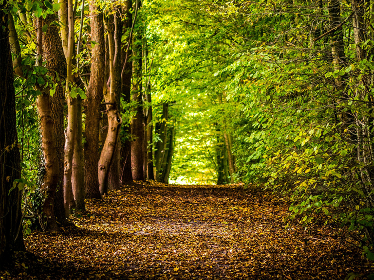 Naturwald im Klövensteen