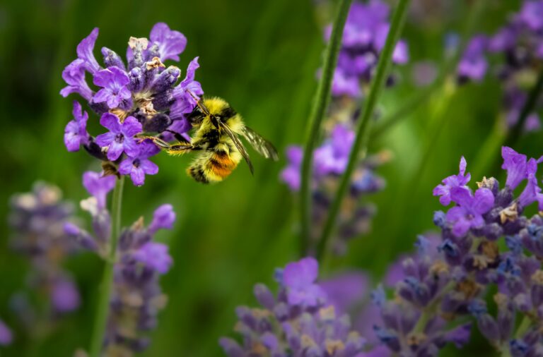 Summ, summ, summ, Bienchen summ herum