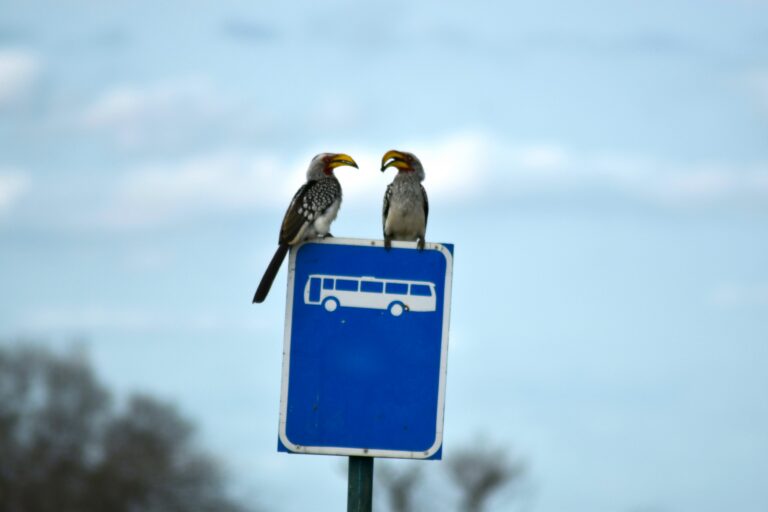 Bustaktung in Osdorf soll sich verbessern